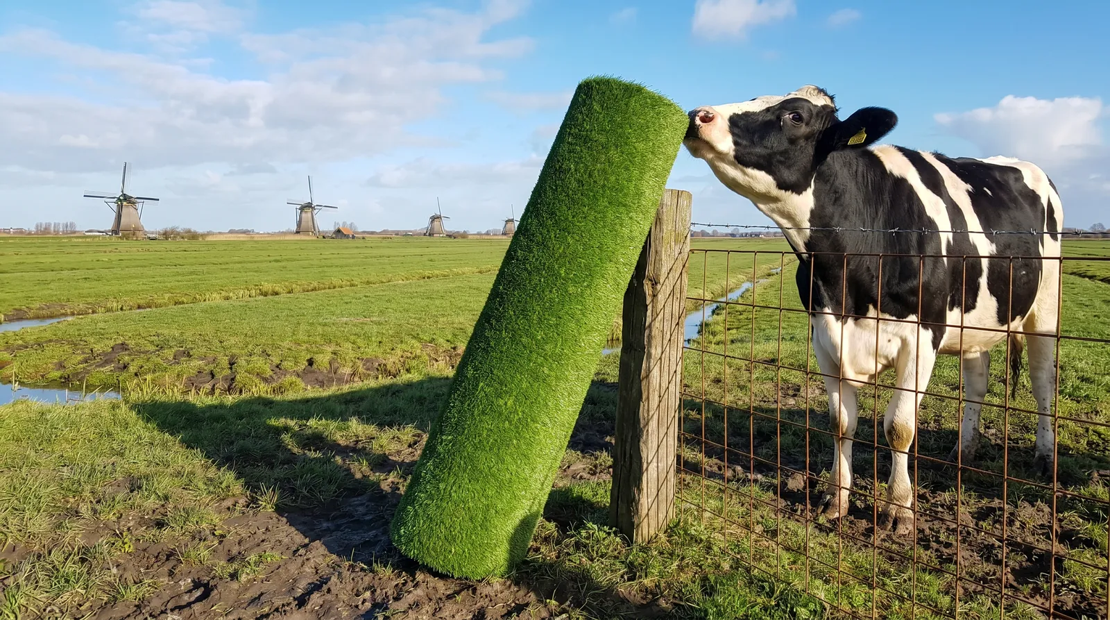 Koe ruikt aan een rol kunstgras met Hollandse molens op de achtergrond