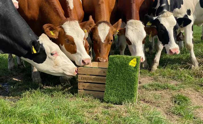 Nieuwsgierige koeien ruiken aan een grasstaal van Kunstgrasboer