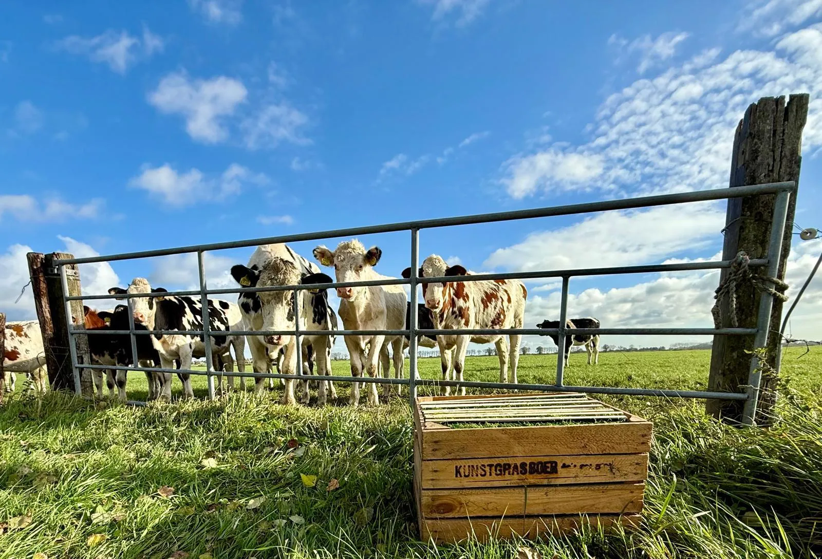 Koeien bij een hek kijken naar een Kunstgrasboer-krat in het weiland onder een blauwe lucht