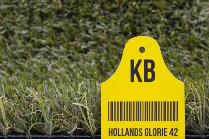 Hollands Glorie kunstgras